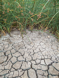 浅湖河流或沼泽的干燥和破裂的泥泞底部图片