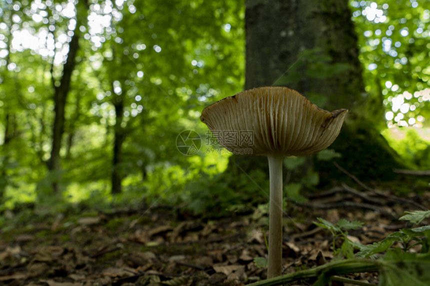 生长在树林里的野生蘑菇图片