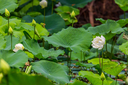 大白莲花和莲花植物图片