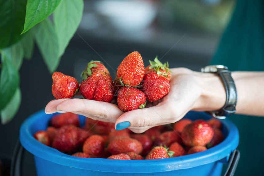 一桶熟透的美味草莓女人手捧浆果图片