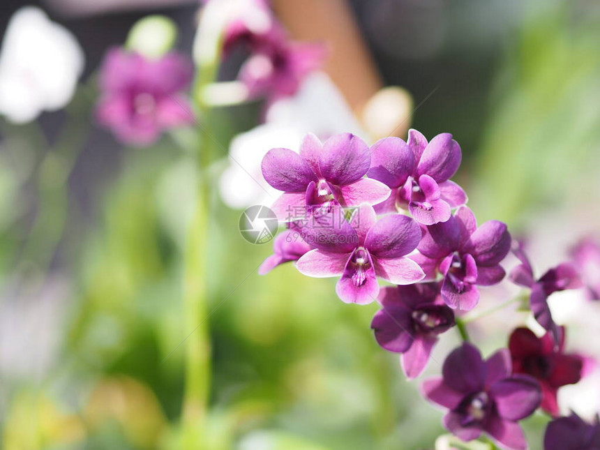 紫Vanda兰花红兰地大采埃Dendrobiumphalaenopsis以模糊自然背景为图片
