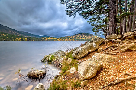 莫蒂默赛克勒Cairngorms公园Rothiemurchus福背景