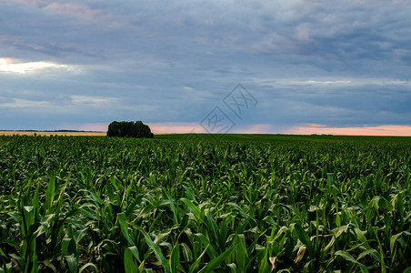 麦田一直延伸到地平线远处的麦田正在下雨图片