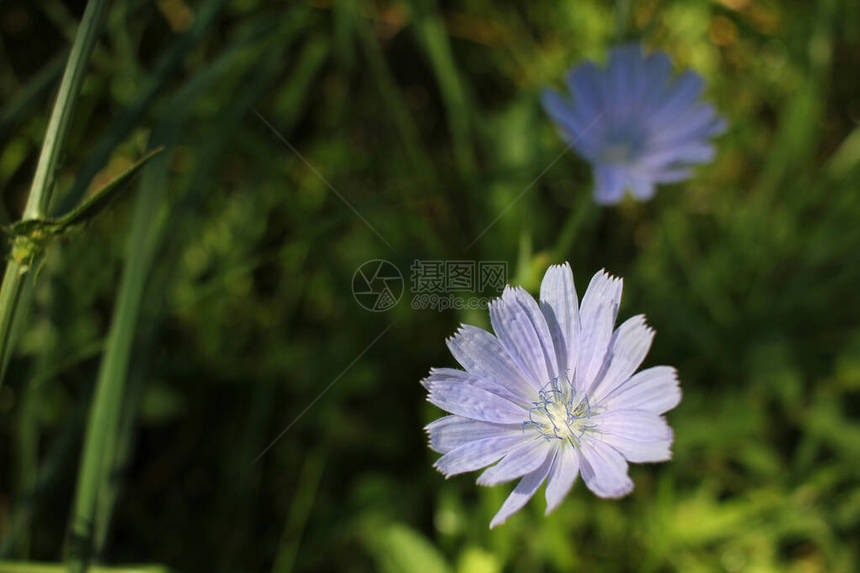 紫色菊苣花的特写镜头夏季草甸上的药草图片