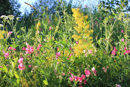 粉红和黄色野花的天然花卉背景图片