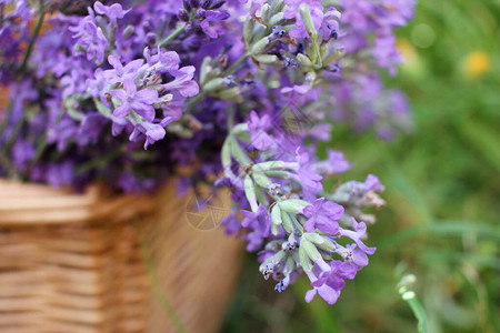 夏季花园的维杰篮子里有一群紫色熏衣草花天然绿色模糊背景图片