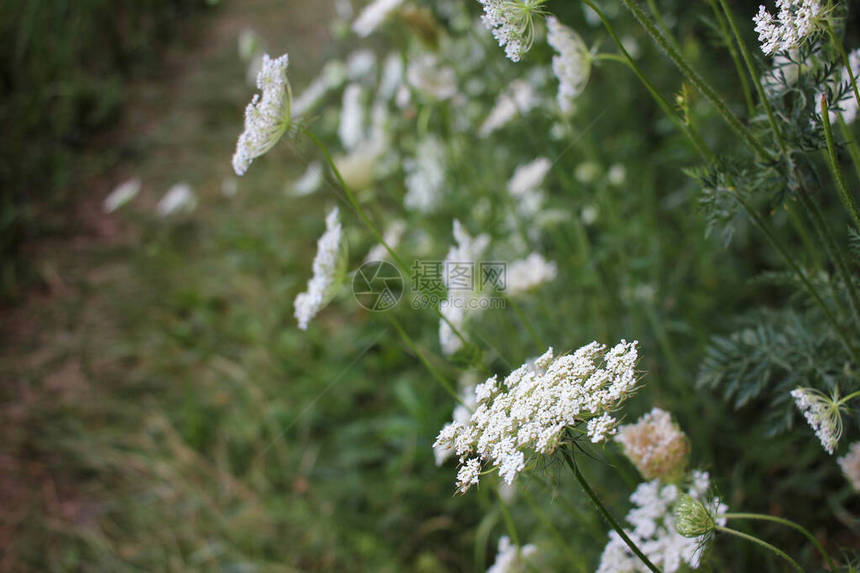 常见的蓍草小白花图片