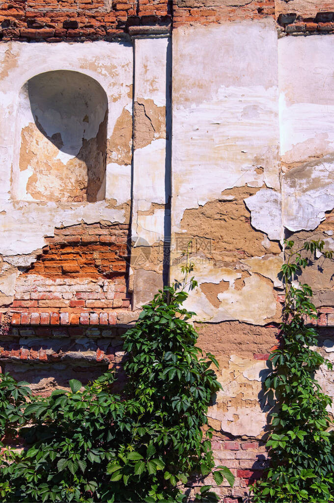 有红砖的古老墙壁老片状破裂的油漆和大灌木BilaTserkva亚历山大植物园的古代遗址景观和自然的概念夏日阳图片