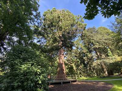 巨型红杉Sequoiadendrongiganteum巨型红木SierraredwoodWellingtoniaKaliforn图片