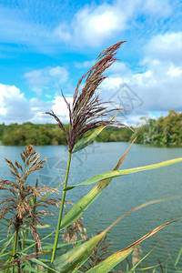 在南美草原上的特写镜头选择地关注植物背景自愿模糊图片