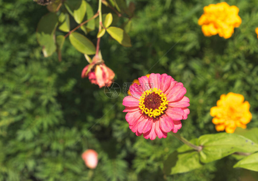 夏季花园的粉红和黄色花朵复图片