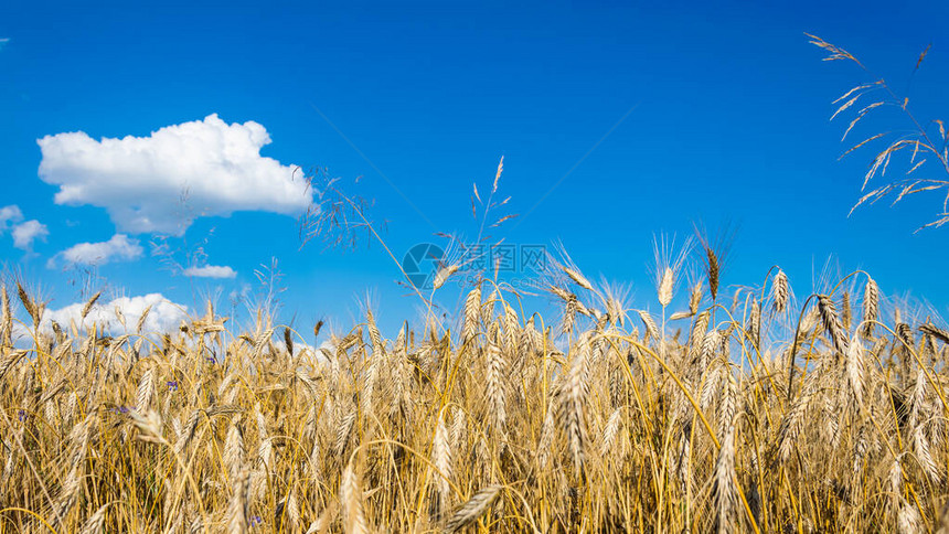 成熟大麦的在蓝天的映衬下图片