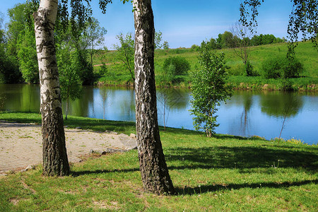 春天湖边绿叶白桦林图片