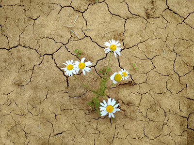 一朵白色的雏菊在干燥开裂的土壤中水土流失气背景图片