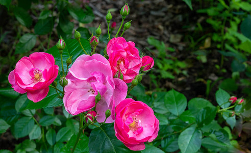公园里美丽的新鲜玫瑰花园灌木上的一朵大玫瑰花序明信片图片