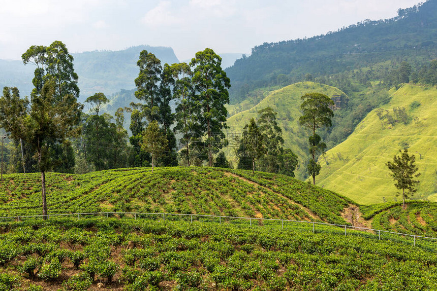 斯里兰卡茶园茶树植物的种植园种植茶叶的山丘图片