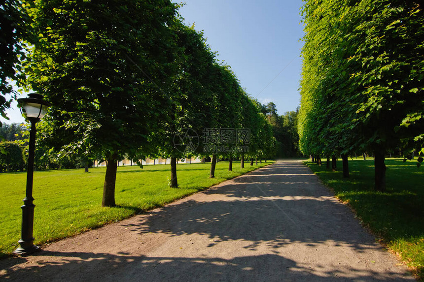 阳光下公园里的小巷公园里的春天一条步行道大树和长凳在绿色公园图片