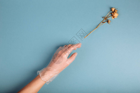 白色医疗手套中的女手伸向枯萎的白玫瑰图片