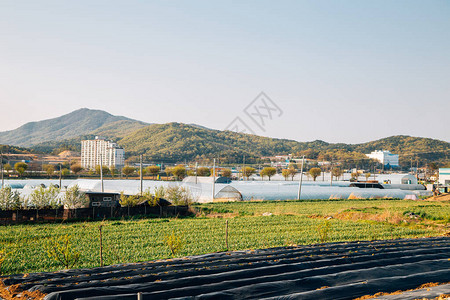 韩国天安农场田和温室图片