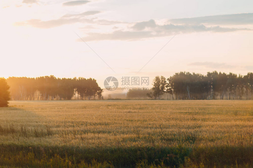 日落时黑麦和大麦的农业领图片