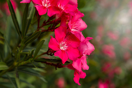 盛开的粉红色夹竹桃花夹竹桃Neri图片