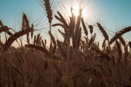 日出背景上小麦的剪影日落时的麦田特写镜头图片
