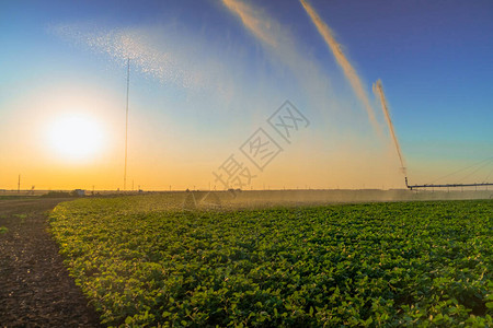 农田喷洒灭雨器浇灌大片庄稼供丰收用的喷图片