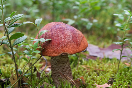秋林中可食用橘子树皮蘑菇背图片