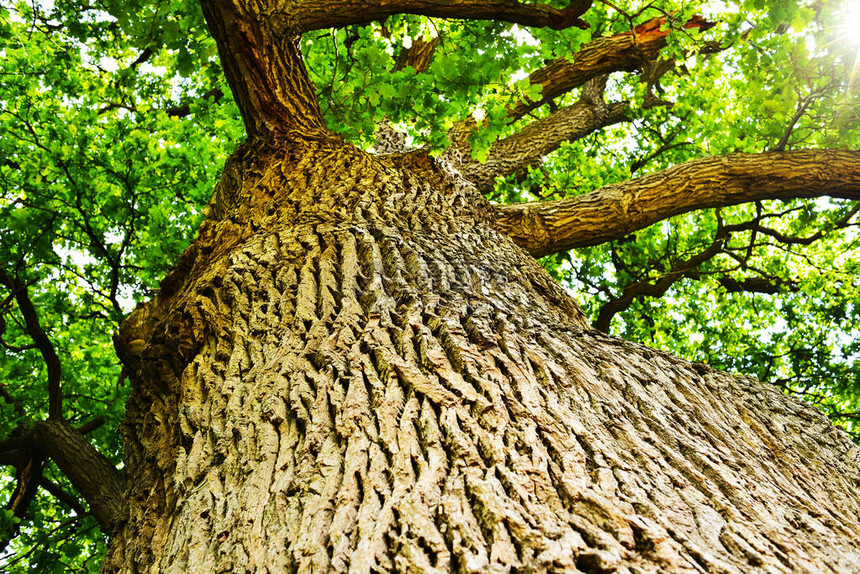 从下面看的一棵老橡树的干和树枝一棵老橡树的冠非常古老的橡木在夏天映衬着天空花园公园图片