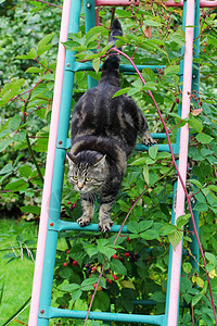 一只猫巧妙地攀登图片