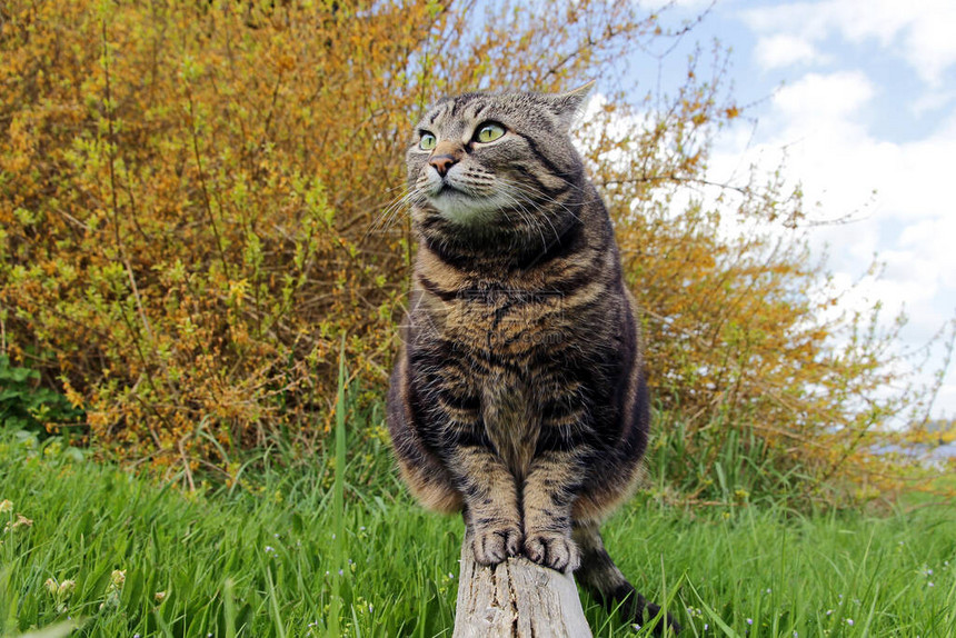 一只好奇的胖猫坐在花图片