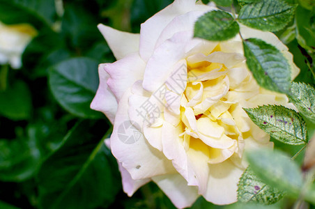 优雅的黄玫瑰意味着明亮欢快和乐图片