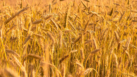 在日落收获前野外播种的成熟的小麦黄小麦燕子的背景图片