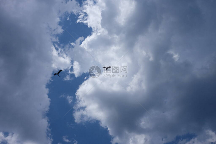 在蓝天云彩的海鸥剪影图片