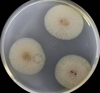 菜盘上的霉菌真Aspergillus群落图片