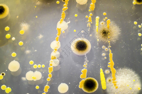 不同细菌和霉菌的群落图片