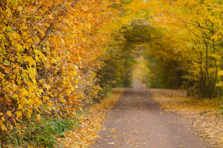 穿过树木繁茂的乡村的秋天隧道穿过五颜六色的森林的惊人的图片