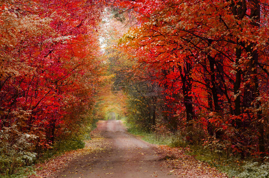 森林中充满多彩的秋天道路红色秋天穿图片