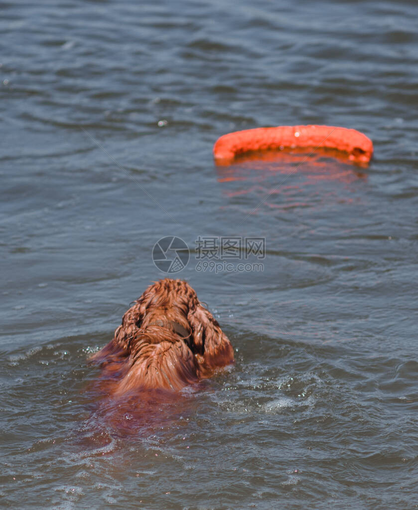 一只西班牙猎犬在河里游泳图片