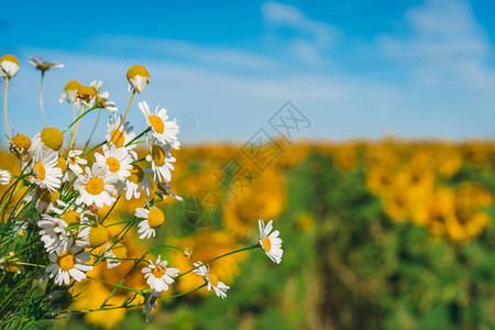 向日葵领域背景的花束图片