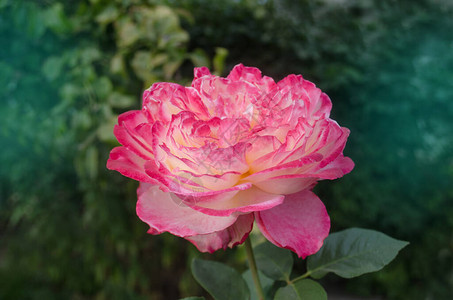 花园里有两朵调子花玫瑰花瓣从黄色变成粉红色了图片