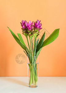 紫色CurcumaSiam郁金香花朵图片