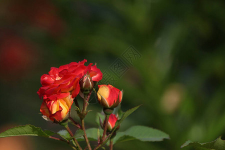 粉色玫瑰花朵有玫瑰滴子闭合图片