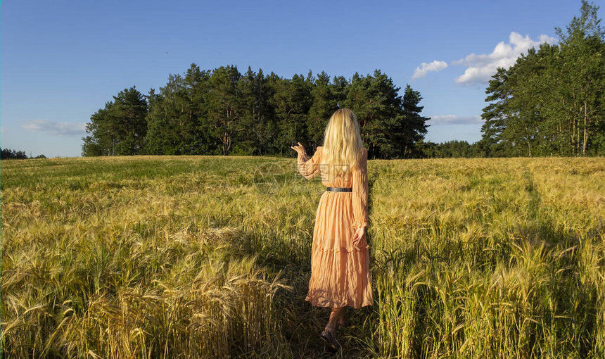 年轻女人站在小麦田里背面有日出金发图片