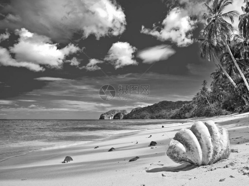 荒岛海滩上的大贝壳图片