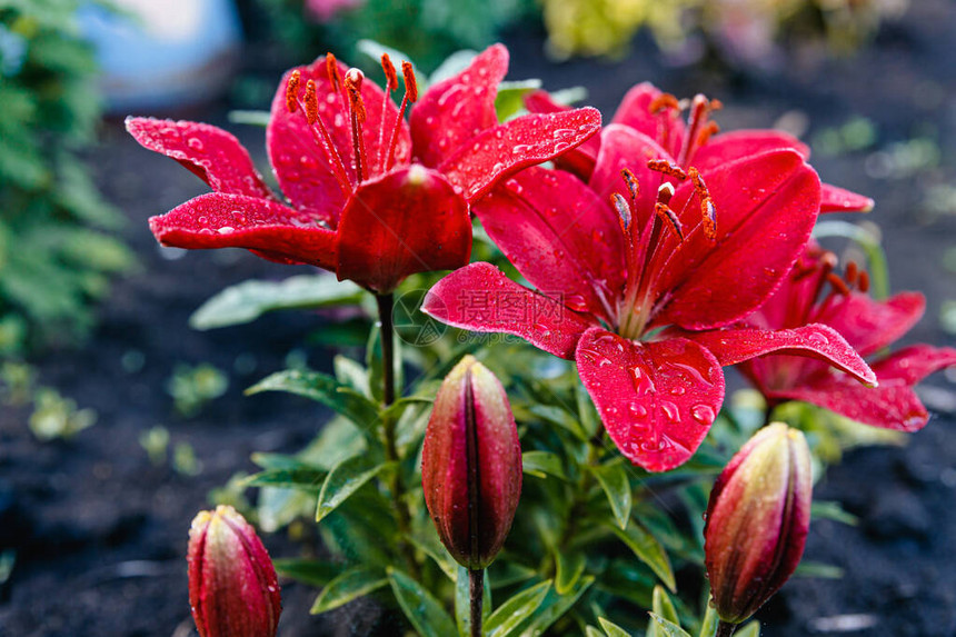 红百合雨后的花朵上沾满了大滴水图片