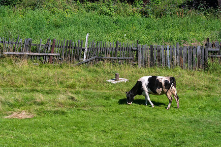 一头黑白母牛在俄罗斯的绿草上吃草图片