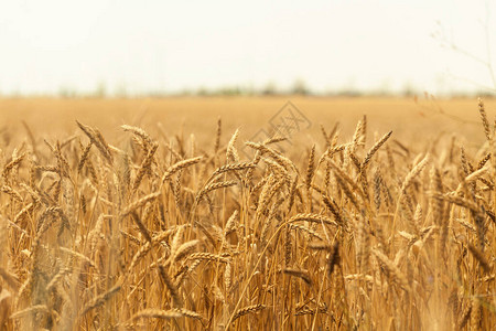 成熟的麦穗麦田蓝天白云成熟小麦的夏季收获金农业农村的麦图片