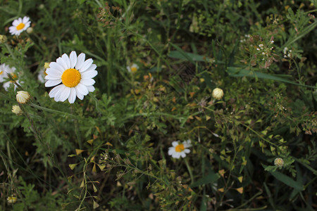 草地上一个菊花的近距离背景图片