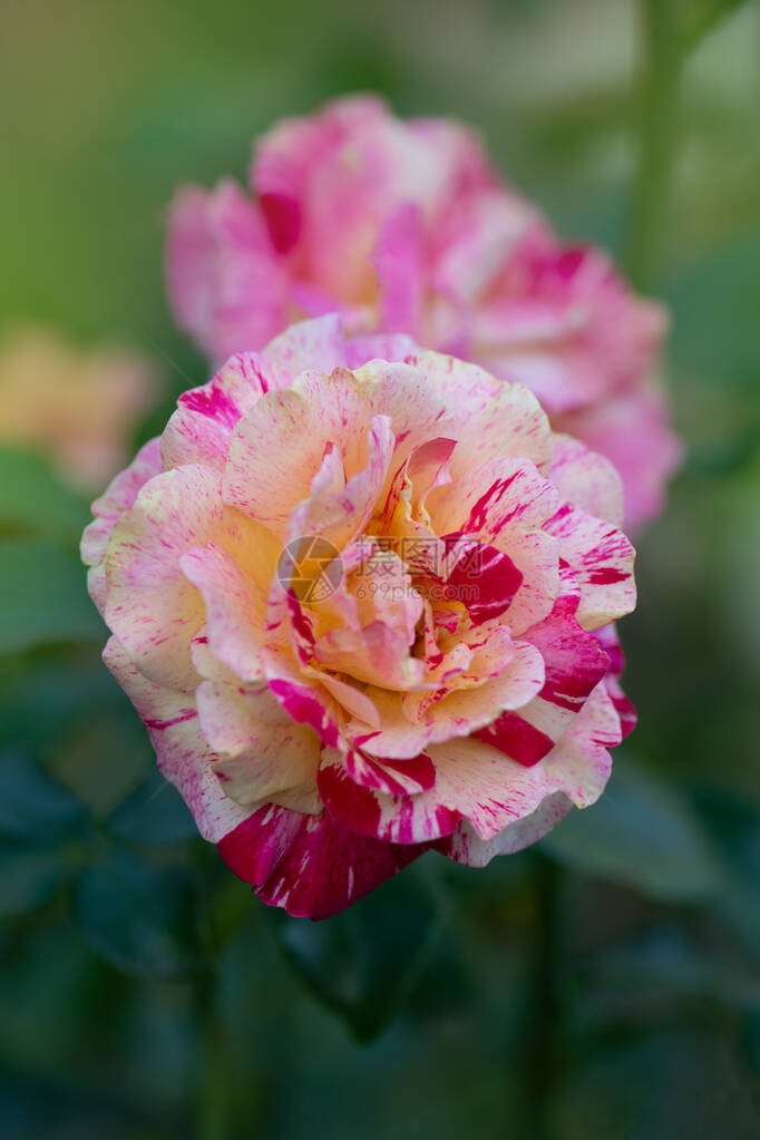 条纹粉红色黄玫瑰种植带有粉红色条纹的双色黄玫瑰花条纹玫瑰五彩带白色条纹的图片